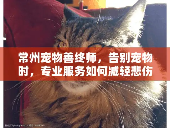 常州宠物善终师，告别宠物时，专业服务如何减轻悲伤？