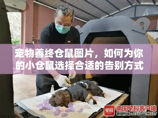 宠物善终仓鼠图片，如何为你的小仓鼠选择合适的告别方式