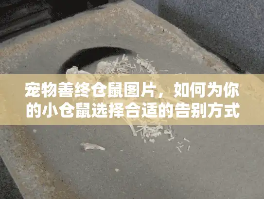 宠物善终仓鼠图片，如何为你的小仓鼠选择合适的告别方式