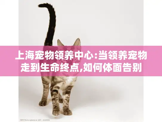 上海宠物领养中心:当领养宠物走到生命终点,如何体面告别