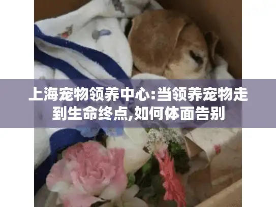 上海宠物领养中心:当领养宠物走到生命终点,如何体面告别
