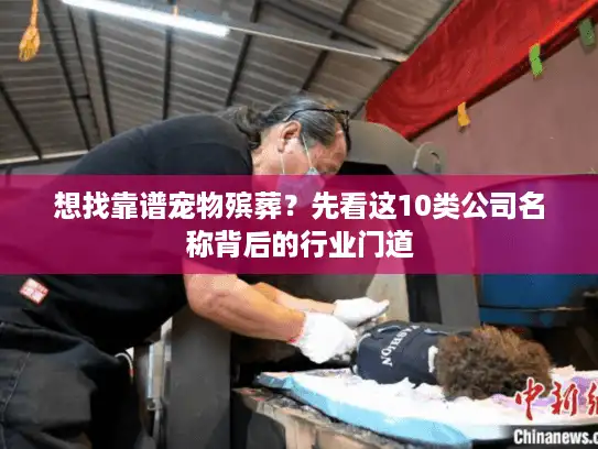 想找靠谱宠物殡葬？先看这10类公司名称背后的行业门道