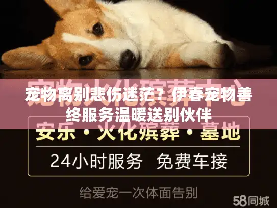 宠物离别悲伤迷茫？伊春宠物善终服务温暖送别伙伴