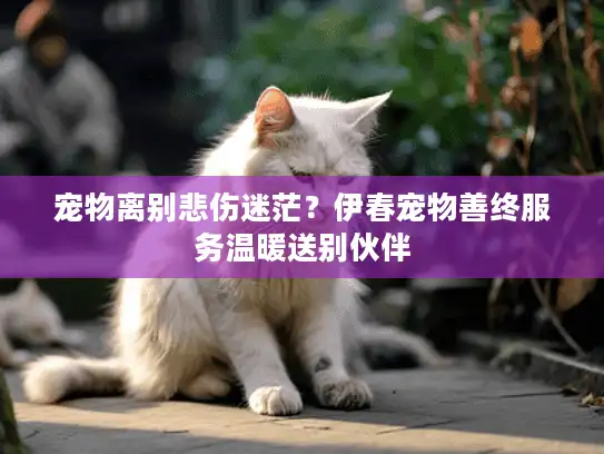 宠物离别悲伤迷茫？伊春宠物善终服务温暖送别伙伴