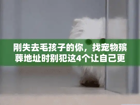 刚失去毛孩子的你，找宠物殡葬地址时别犯这4个让自己更痛的错