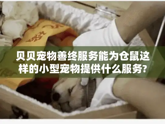 贝贝宠物善终服务能为仓鼠这样的小型宠物提供什么服务?