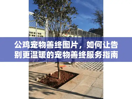 公鸡宠物善终图片，如何让告别更温暖的宠物善终服务指南?