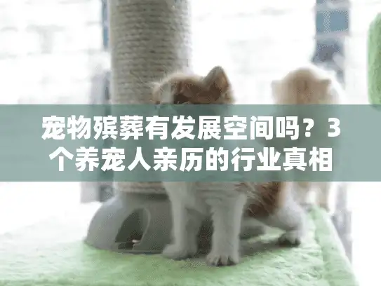 宠物殡葬有发展空间吗？3个养宠人亲历的行业真相，藏着你没看见的需求