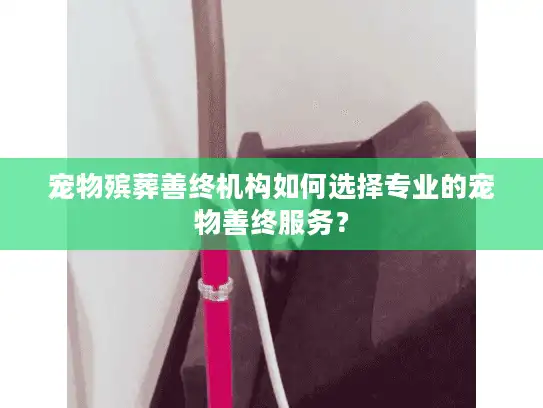 宠物殡葬善终机构如何选择专业的宠物善终服务？