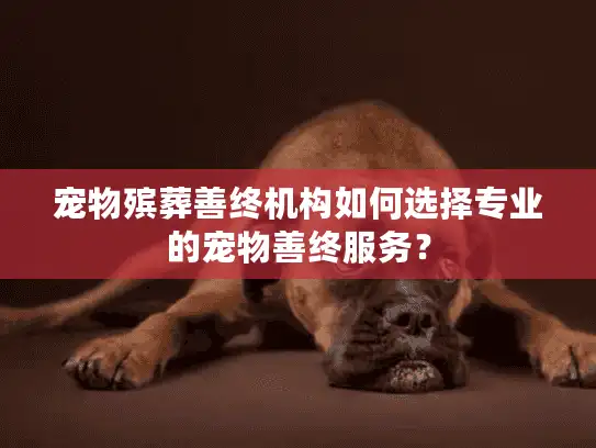 宠物殡葬善终机构如何选择专业的宠物善终服务？