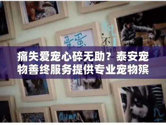 痛失爱宠心碎无助？泰安宠物善终服务提供专业宠物殡葬解决方案