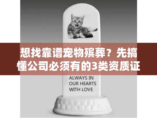 想找靠谱宠物殡葬？先搞懂公司必须有的3类资质证书