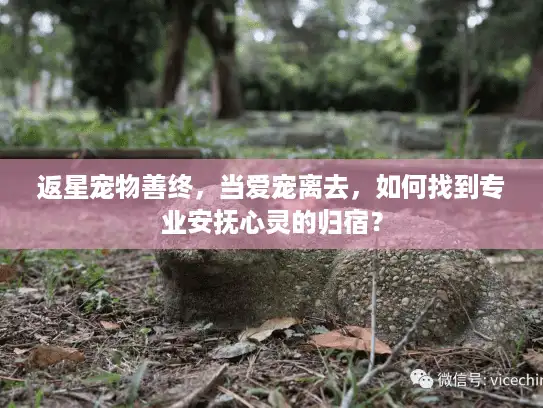 返星宠物善终，当爱宠离去，如何找到专业安抚心灵的归宿？