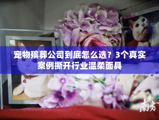 宠物殡葬公司到底怎么选？3个真实案例撕开行业温柔面具