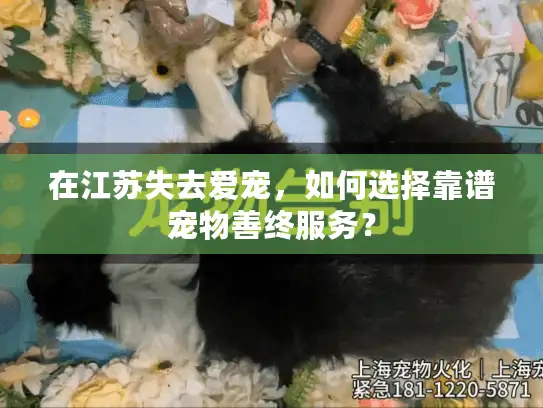 在江苏失去爱宠，如何选择靠谱宠物善终服务？