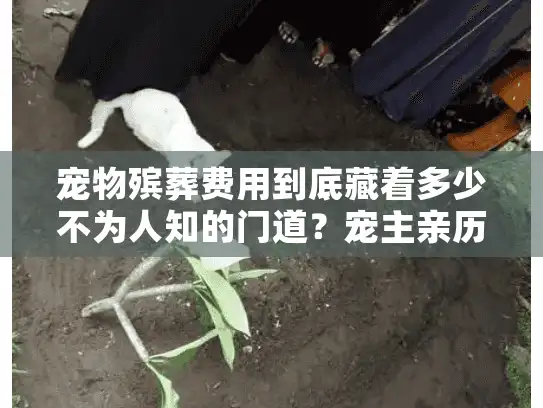 宠物殡葬费用到底藏着多少不为人知的门道？宠主亲历算清每一笔账