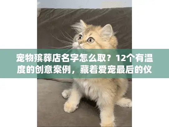 宠物殡葬店名字怎么取？12个有温度的创意案例，藏着爱宠最后的仪式感