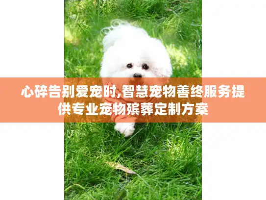心碎告别爱宠时,智慧宠物善终服务提供专业宠物殡葬定制方案