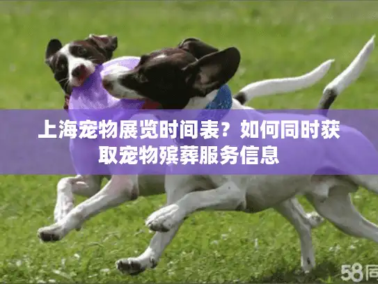 上海宠物展览时间表？如何同时获取宠物殡葬服务信息