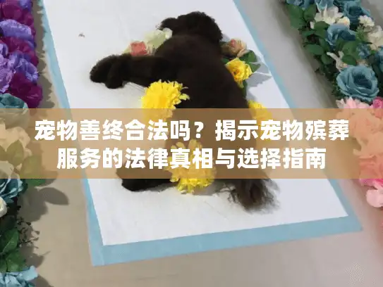 宠物善终合法吗？揭示宠物殡葬服务的法律真相与选择指南
