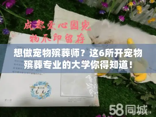 想做宠物殡葬师？这6所开宠物殡葬专业的大学你得知道！