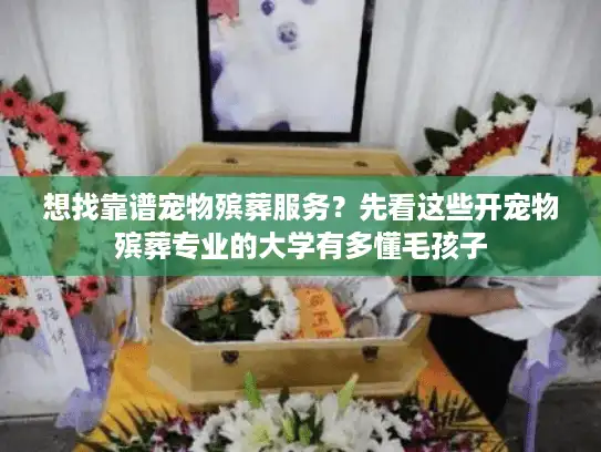 想找靠谱宠物殡葬服务？先看这些开宠物殡葬专业的大学有多懂毛孩子