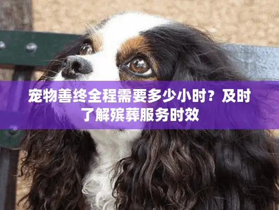 宠物善终全程需要多少小时？及时了解殡葬服务时效