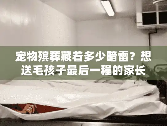 宠物殡葬藏着多少暗雷？想送毛孩子最后一程的家长，这6个风险必须先搞懂