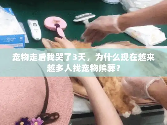 宠物走后我哭了3天，为什么现在越来越多人找宠物殡葬？