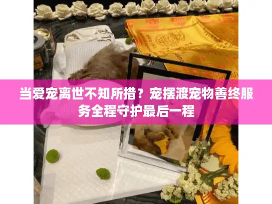 当爱宠离世不知所措？宠摆渡宠物善终服务全程守护最后一程