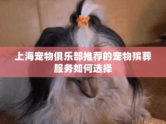 上海宠物俱乐部推荐的宠物殡葬服务如何选择