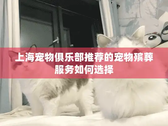 上海宠物俱乐部推荐的宠物殡葬服务如何选择
