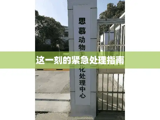 这一刻的紧急处理指南