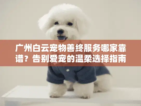 广州白云宠物善终服务哪家靠谱？告别爱宠的温柔选择指南