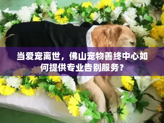 当爱宠离世，佛山宠物善终中心如何提供专业告别服务？