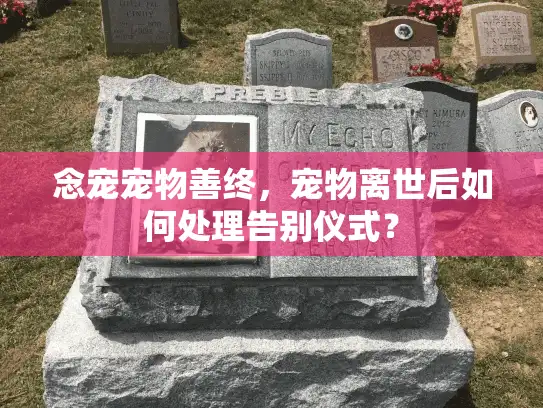 念宠宠物善终，宠物离世后如何处理告别仪式？