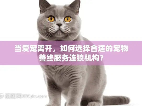 当爱宠离开，如何选择合适的宠物善终服务连锁机构？