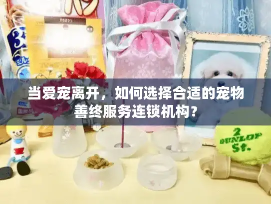 当爱宠离开，如何选择合适的宠物善终服务连锁机构？