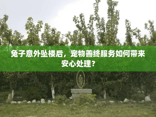 兔子意外坠楼后，宠物善终服务如何带来安心处理？