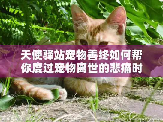 天使驿站宠物善终如何帮你度过宠物离世的悲痛时光?