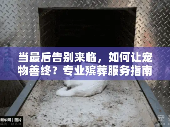 当最后告别来临，如何让宠物善终？专业殡葬服务指南