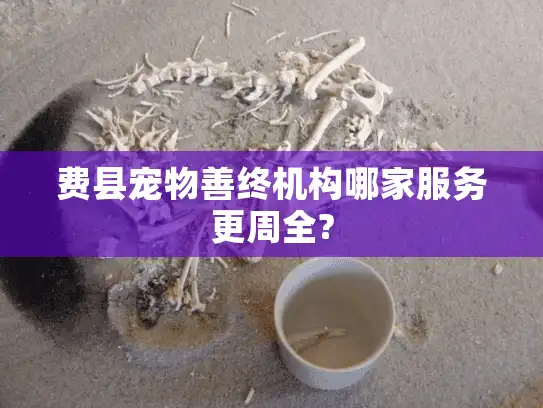 费县宠物善终机构哪家服务更周全?