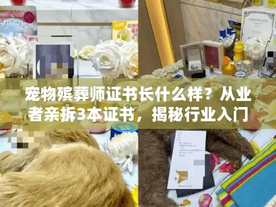 宠物殡葬师证书长什么样？从业者亲拆3本证书，揭秘行业入门真相