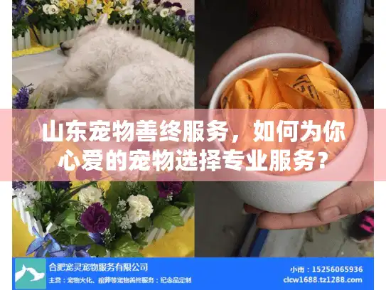 山东宠物善终服务，如何为你心爱的宠物选择专业服务？