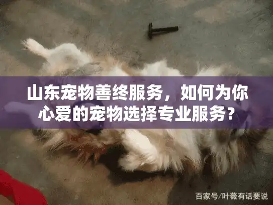 山东宠物善终服务，如何为你心爱的宠物选择专业服务？