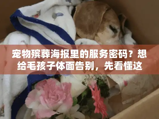 宠物殡葬海报里的服务密码？想给毛孩子体面告别，先看懂这5个细节