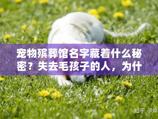 宠物殡葬馆名字藏着什么秘密？失去毛孩子的人，为什么要先看名字选服务？