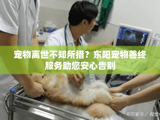 宠物离世不知所措？东阳宠物善终服务助您安心告别