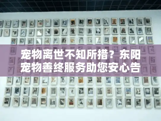 宠物离世不知所措？东阳宠物善终服务助您安心告别