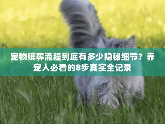 宠物殡葬流程到底有多少隐秘细节？养宠人必看的8步真实全记录